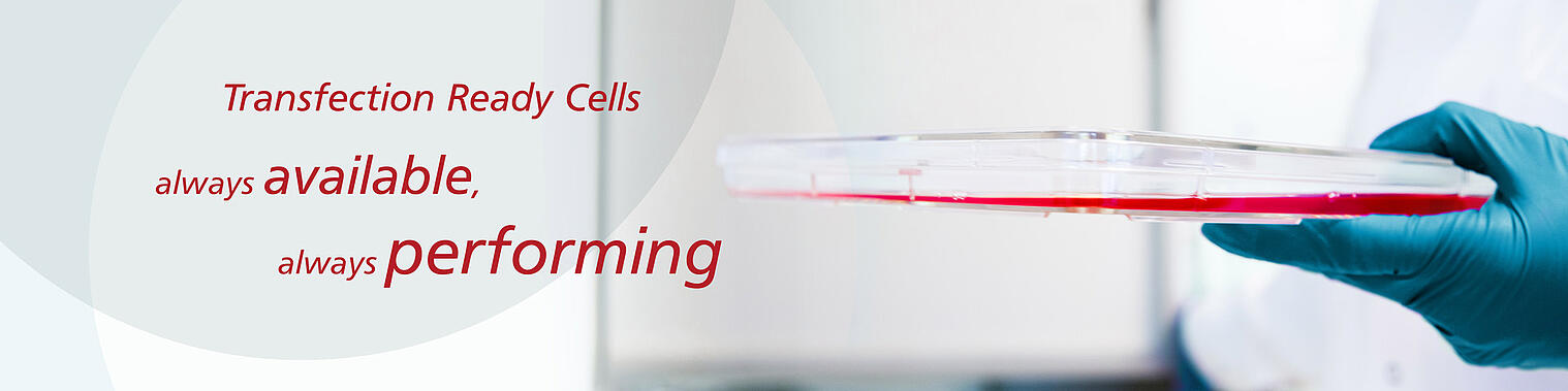Transfection ready cells banner