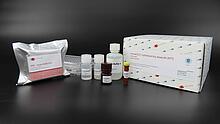 Cytotoxicity kit-xtt