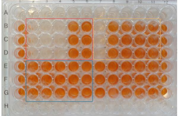 XTT plate layout