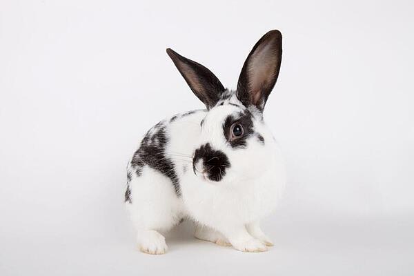 Cosmetics-animal testing-ban Cosmetics-animal testing-ban